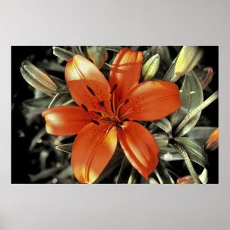 Affiches Autre prise d'orange