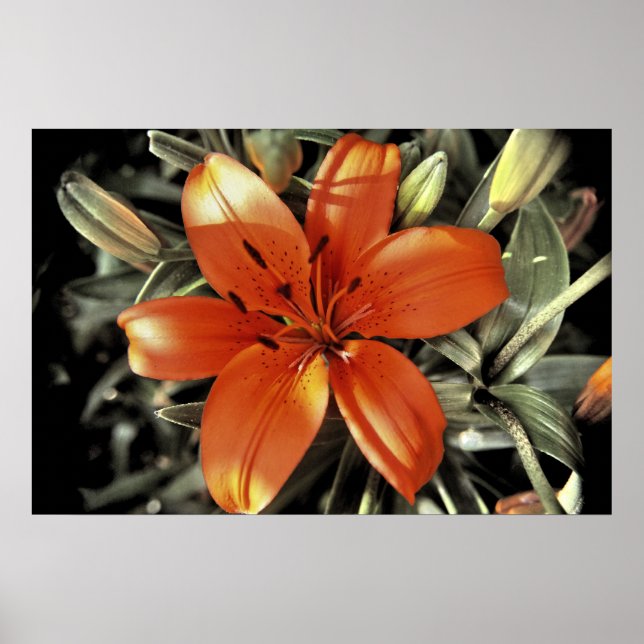 Affiches Autre prise d'orange (Devant)