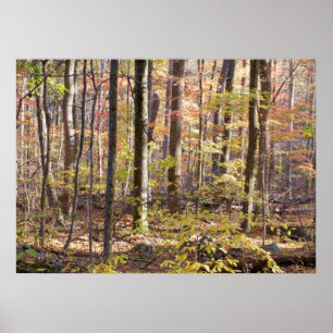 Affiches Autumn Woods