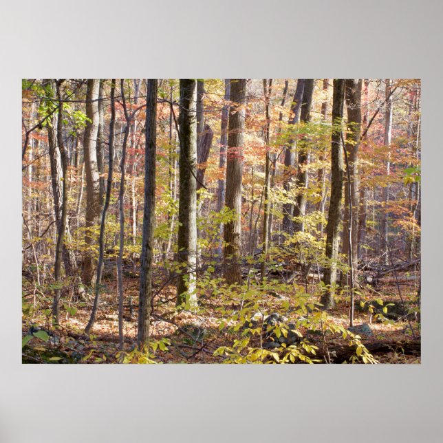 Affiches Autumn Woods (Devant)
