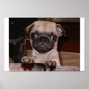 Affiches avez-vous appelé ?