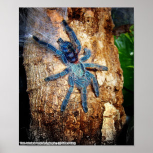 Affiches Avicularia versicolor