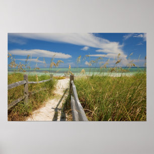 Affiches avoine de mer Uniola paniculata) poussant près de