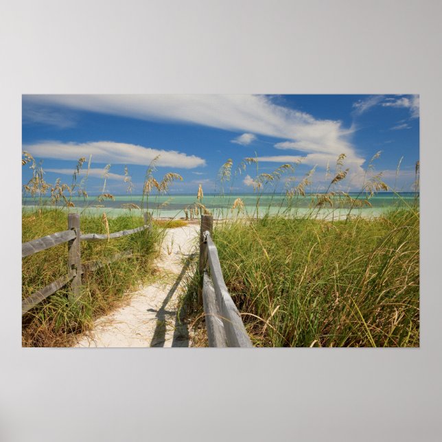 Affiches avoine de mer Uniola paniculata) poussant près de  (Devant)