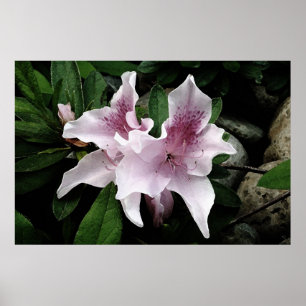 Affiches Azalea