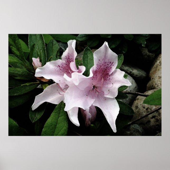 Affiches Azalea (Devant)