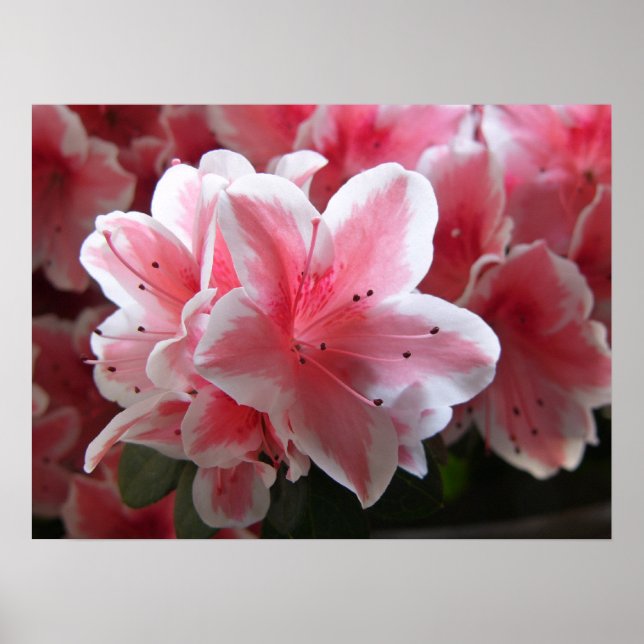 Affiches Azalea #3 (Devant)