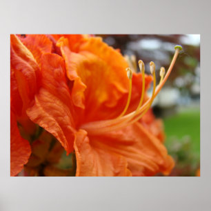 Affiches Azalea Flowers 6 Orange Rhodies Imprimantes d'art