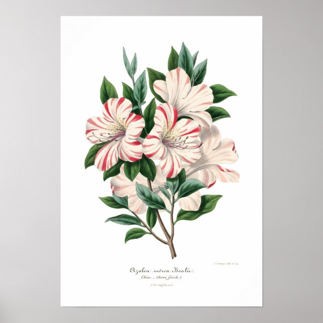 Affiches Azalea indica bealii (Devant)