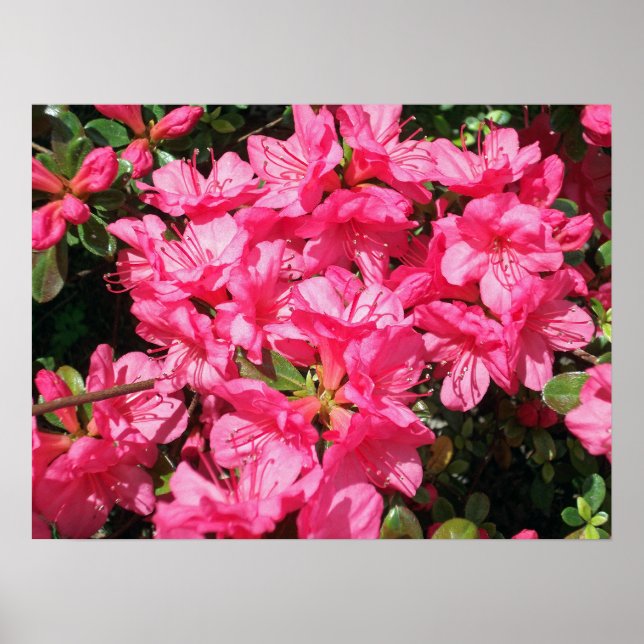 Affiches Azalea rose (Devant)