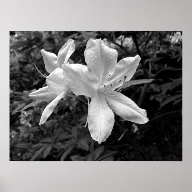 Affiches Azaleas / Rhododendrons en B&W (Devant)