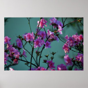 Affiches Azalée rose et signification