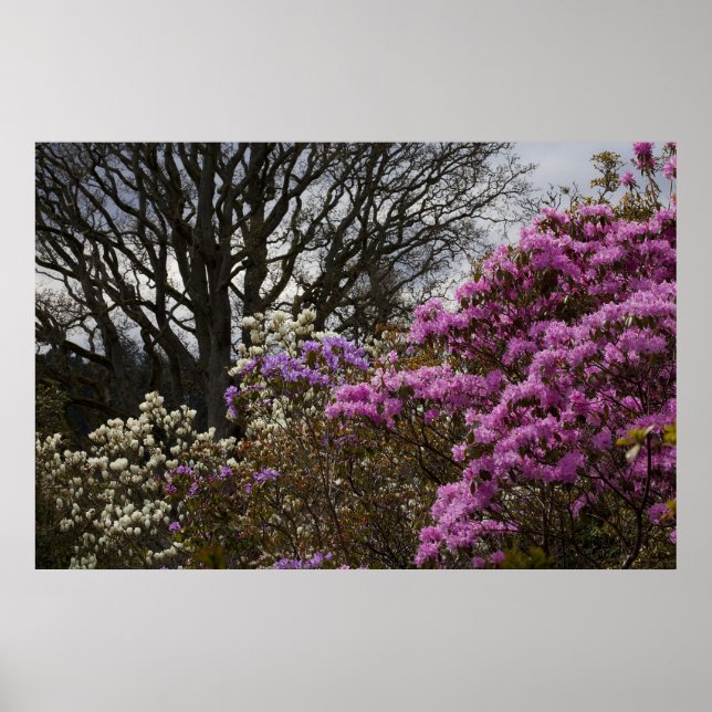 Affiches Azalia et Magnolia (Devant)