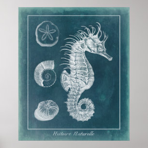 Affiches Azure Seahorse Study I