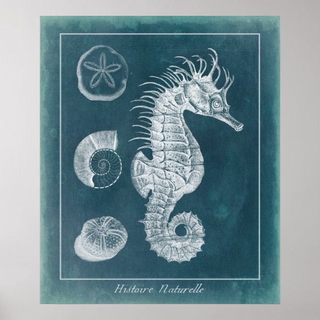 Affiches Azure Seahorse Study I (Devant)