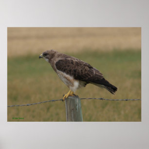Affiches B10 Swainson's Hawk