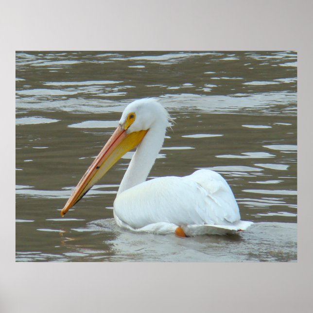 Affiches B15 Pélican blanc sur la rivière Muddy (Devant)