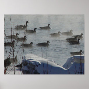 Affiches B49 Bernaches du Canada sur une rivière gelée