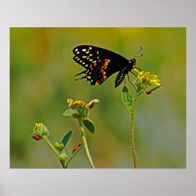 Affiches B-Fly et Ladybugs (Devant)