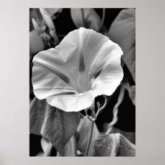Affiches B & W Morning Glory Print