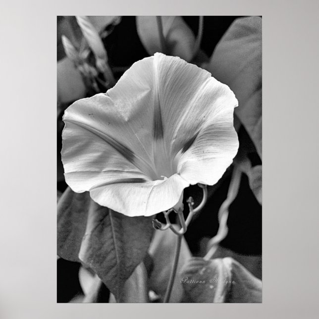 Affiches B & W Morning Glory Print (Devant)