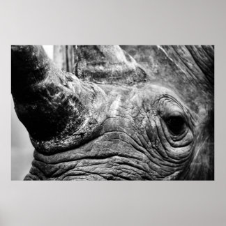 Affiches B&W Rhino