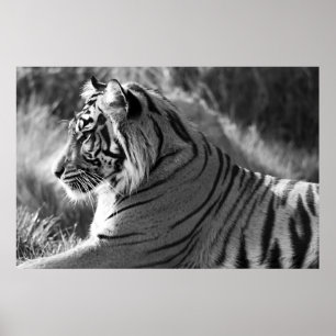 Affiches B&W Tiger Profile Photo