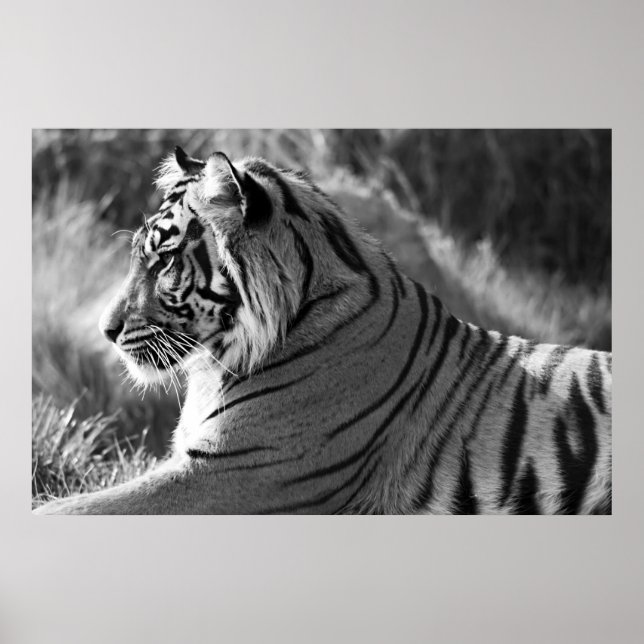 Affiches B&W Tiger Profile Photo (Devant)