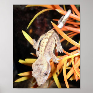 Affiches Baby Crested Gecko Imprimer/Poster