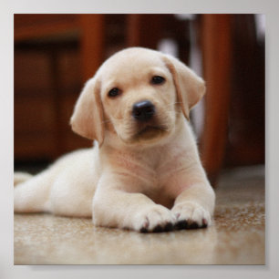 Affiches Baby Jaune Labrador Chien chiot pondu sur le ventr