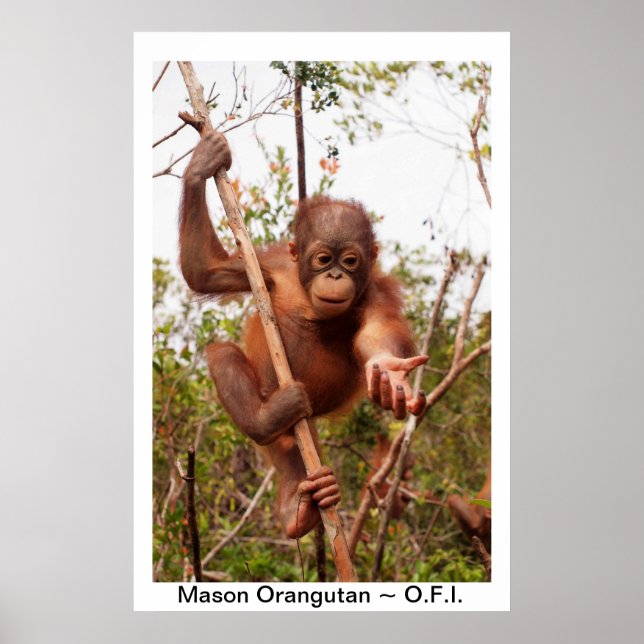 Affiches Baby Orangutan Mason (Devant)