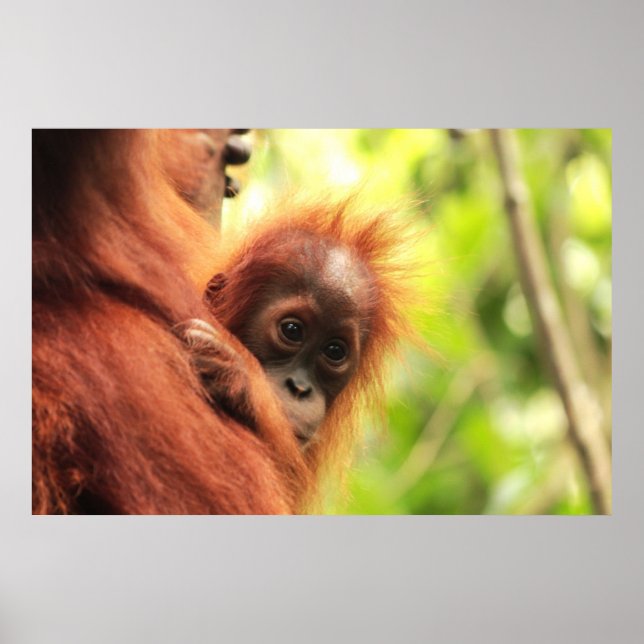 Affiches Baby Sumatran Orangutan (Devant)