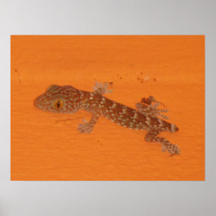 Affiches Baby Tokay Gecko