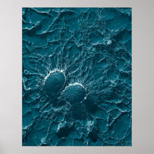 Affiches Bacterial cells of Staphylococcus Aureus Close Up