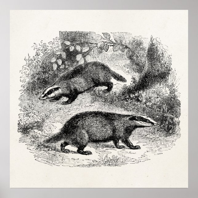 Affiches Badger vintage 1800s Badgers Illustration (Devant)