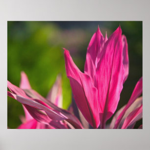 Affiches BAHAMAS, New Providence Island, Nassau : Paradis