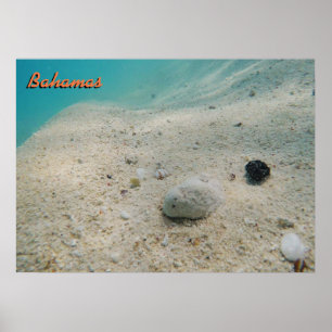 Affiches Bahamas sous-marine
