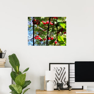 Affiches Baies rouges sur l'affiche photo d'arbre