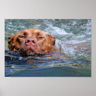 Affiches Baignade de chien