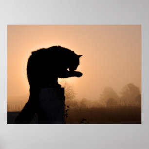 Affiches Bain du matin du chat