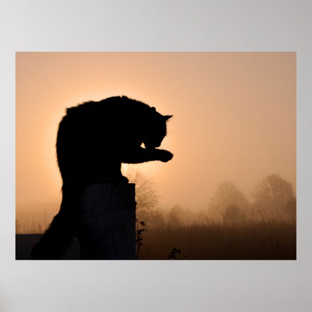 Affiches Bain du matin du chat (Devant)