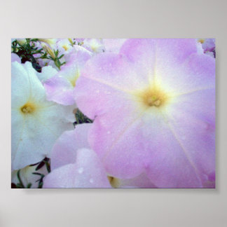 Affiches Baisers du matin