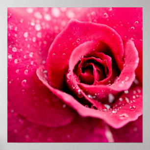 Affiches Baisses de rosée sur l'affiche rose