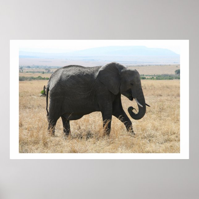 Affiches balade d'éléphants (Devant)