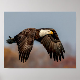 Affiches Bald Eagle en vol