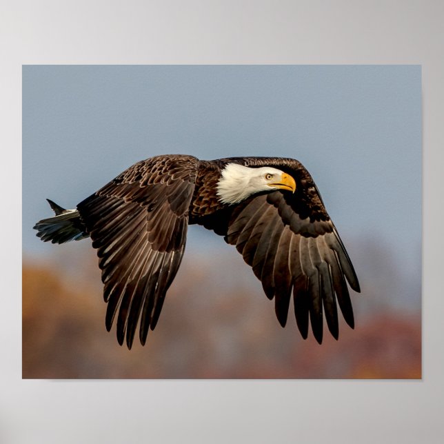 Affiches Bald Eagle en vol (Devant)