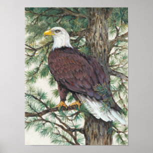 Affiches Bald Eagle on Branch