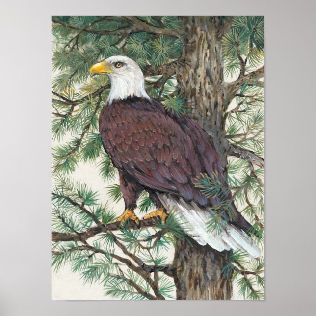 Affiches Bald Eagle on Branch (Devant)