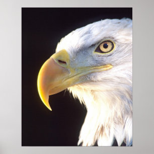 Affiches Bald Eagle Portrait, Haliaeetus leucocephalus,