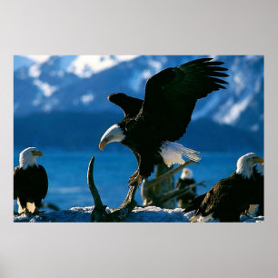 Affiches Bald Eagle sur l'affiche du journal